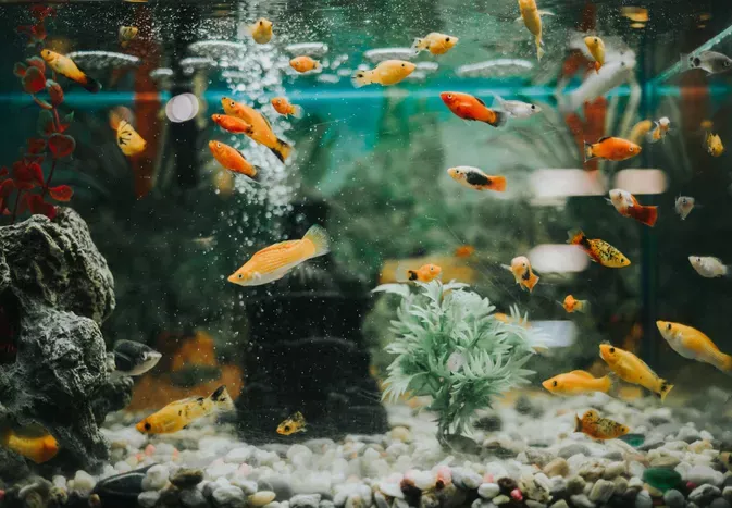 Common Mistakes When Starting a New Aquarium