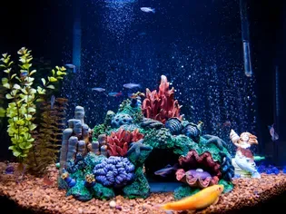 Lighting for a Saltwater Aquarium