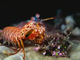 What's a Mantis Shrimp?