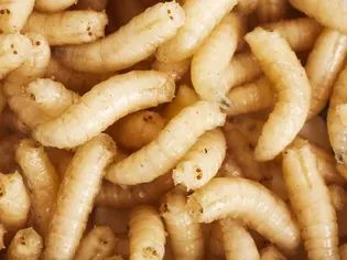 Maggots For Aquarium Fish