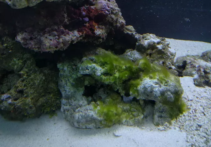 Green Hair Algae In Fish Tanks