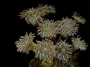 How to Care for a Duncan Coral