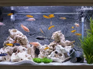 Types of Aquarium Covers