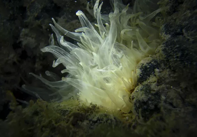 Eliminating Aiptasia Anemones From Saltwater Aquariums