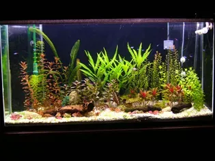 Aquarium Plants - What Is Best: Real or Artificial?