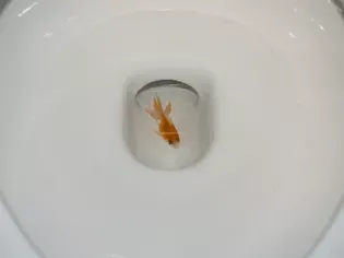 Do Not Flush That Fish