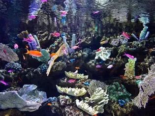 Reef Tank Temperatures: How High Is Too High?