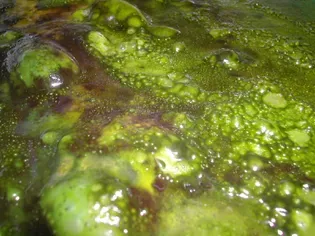 Eradicate Slime Algae in an Aquarium