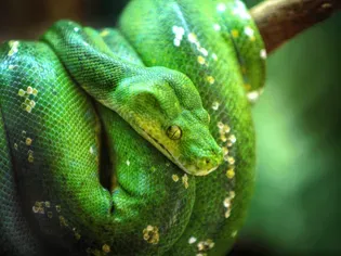 How to Care for a Pet Green Tree Python