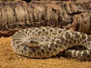 Hognose Snake: Species Profile