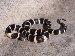 Kingsnakes and Milk Snakes: Species Profile