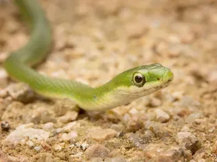 Green Snake Species Profile