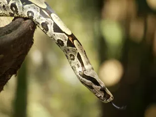 Boa Constrictor: Species Profile