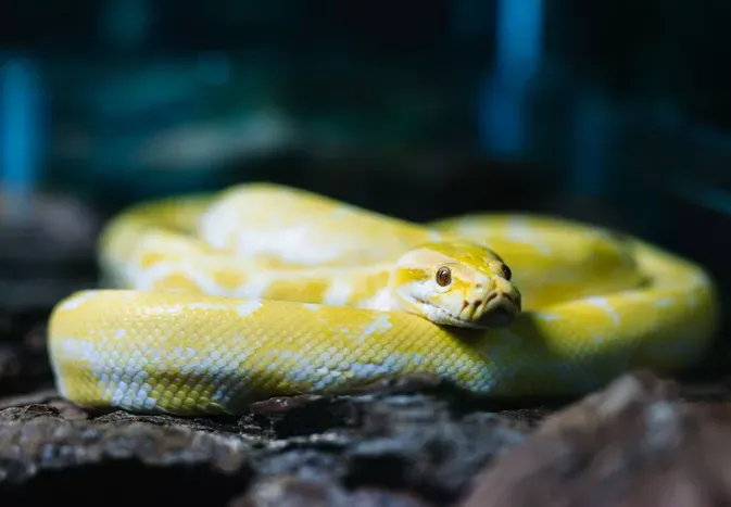 Snake Species Commonly Kept as Pets