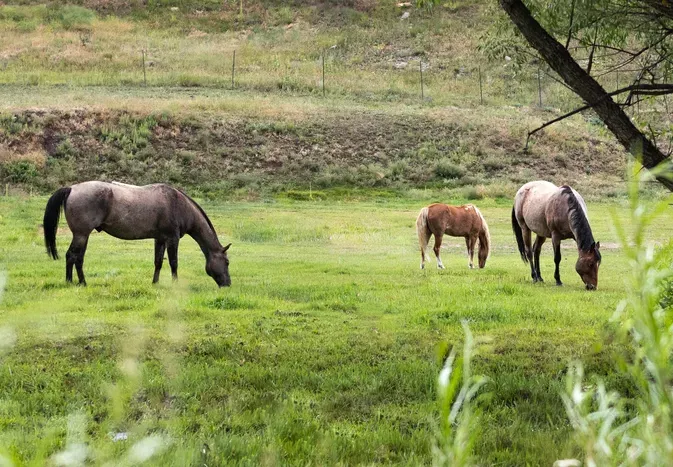 Why Turnout Is Important for Your Horse