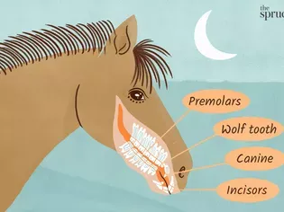 Learn About Your Horse's Teeth