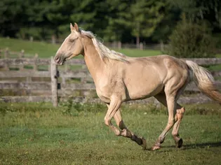 Tennessee Walking Horse: Breed Profile