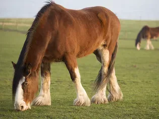 Clydesdale Horse: Breed Profile