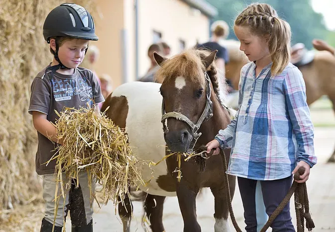 Guide to Feeding Your Pony