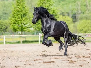 Friesian Sporthorse: Breed Profile