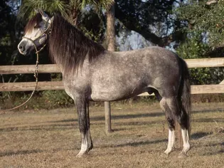 Peruvian Paso: Breed Profile