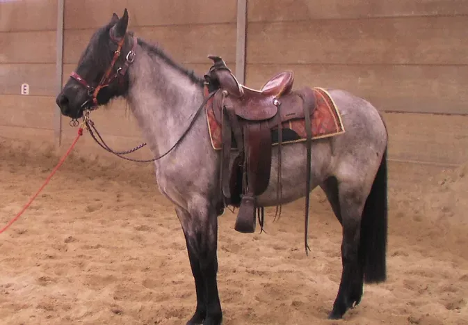 Kentucky Mountain Saddle Horse: Breed Profile