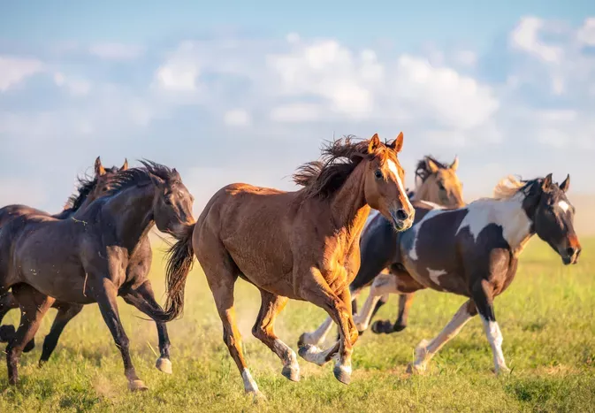 Mustang Horse: Breed Profile