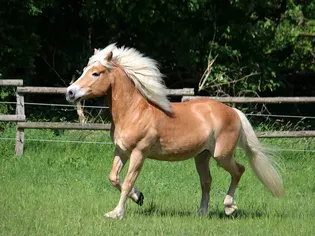 Haflinger Horse: Breed Profile