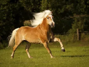 The 12 Smallest Horse Breeds From Around the World