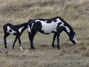 Paint Horse: Breed Profile