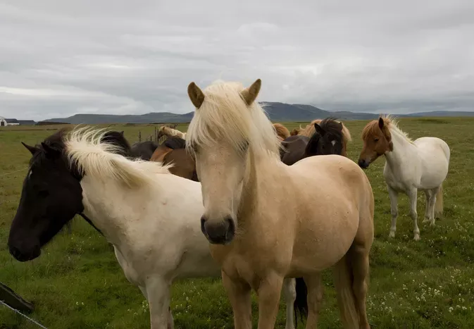 The Difference Between Horses and Ponies