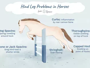 Hind Leg Problems in Horses