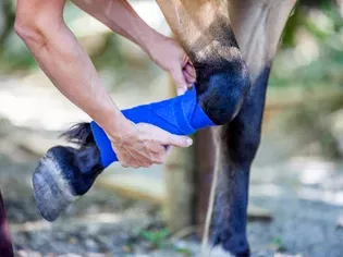 Why Horses With Broken Legs Are Often Euthanized