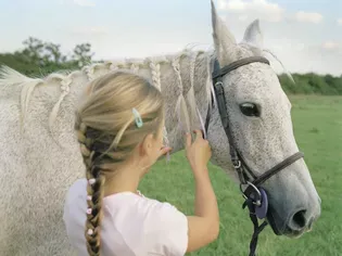 How to Train Your Horse's Mane to Lie Flat on One Side