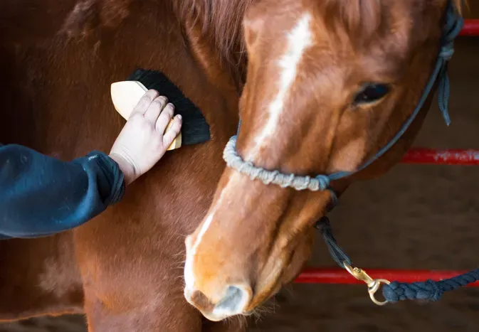 How to Groom Your Horse