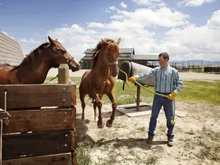 Cryptorchidism in Horses