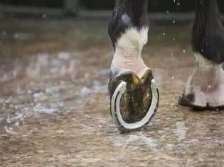 How Often Should Your Horse Be Re-Shod?