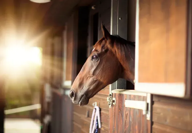 Lice in Horses