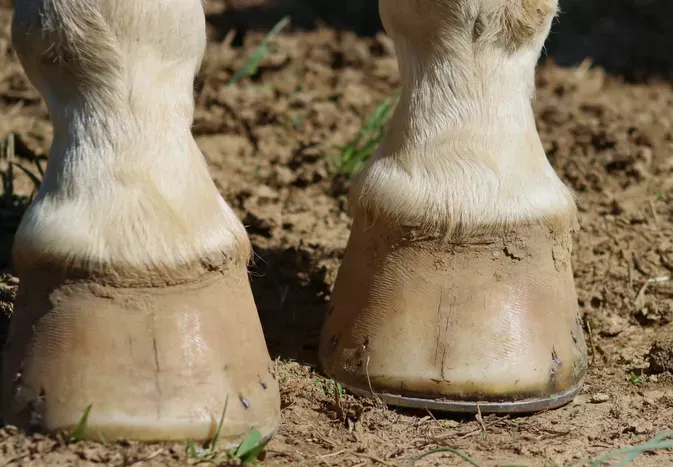 Should Your Horse Wear Shoes or Go Barefoot?