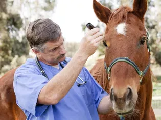 Videos of Horses With Equine Protozoal Myeloencephalitis (EPM)