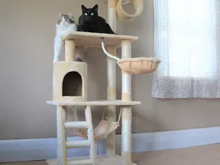 Go Pet Club 62-Inch Cat Tree Review