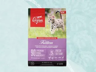 The 9 Best Kitten Foods for Your New Cat