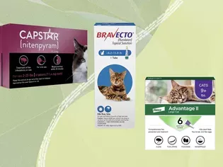 The 10 Best Flea Treatments, According to Real Cats