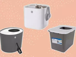 The 8 Best Top-Entry Litter Boxes of 2024