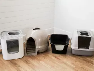 The 13 Best Cat Litter Boxes, Tested With Real Cats