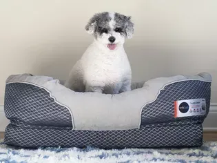 BarksBar's Snuggly Sleeper Orthopedic Dog Bed is a Worthy Splurge