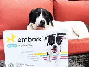 Embark Breed + Health Kit Review