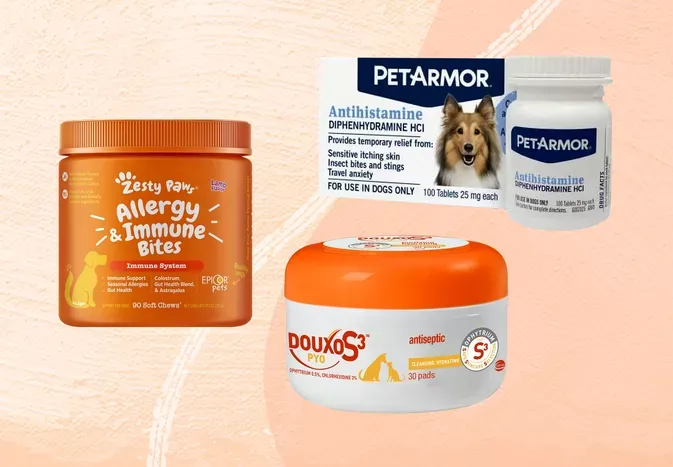 The 7 Best Allergy Medicines for Dogs