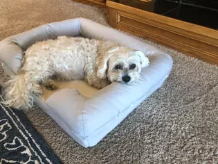 The 12 Best Orthopedic Dog Beds of 2024, Tested and Reviewed