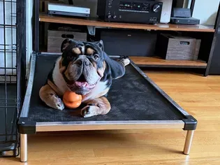 The 8 Best Cooling Dog Beds, Tested With Real Dogs